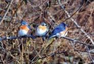 Three E Bluebirds