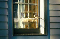 Wild Birds Unlimited Double Tray Window Feeder