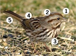 🇨🇦 Extra-Wide Hat or Head Band - Backyard Birds