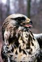 Rough-legged Hawk JFS